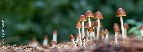 macro of mushrooms in the forest