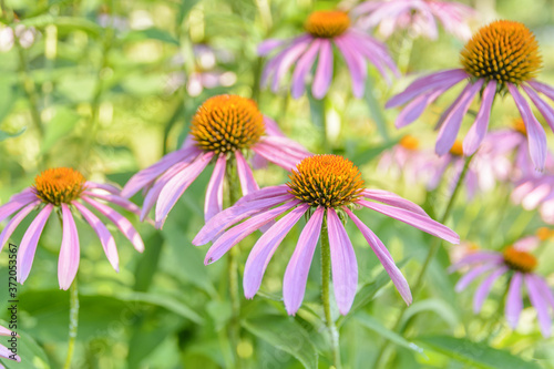 Daisy purple on a bright summer day