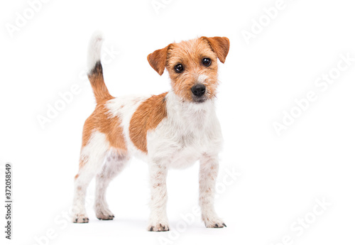 dog jack russell terrier looking at the camera in full growth on a white background