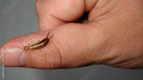 Earwig on the finger on white background. Earwigs will use their pincers to defend themselves. close up of earwigs. closeup earwigs . animals, animal, bugs, bug, insects, insect, wildlife, wild nature