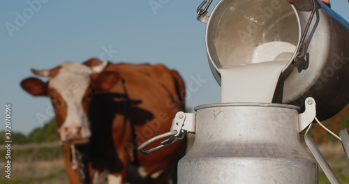 Farmer pours milk into can, in the background of a meadow with a cow