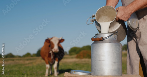 Farmer pours milk into can, in the background of a meadow with a cow