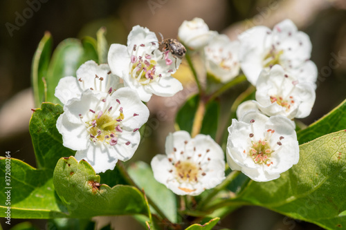 Close up of mayflower (crataegus laevigata) blossom