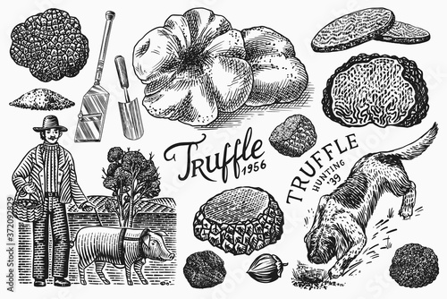 Truffles mushrooms set. Hog and Lagotto Romagnolo dog. Engraved hand drawn vintage sketch. Ingredients for cooking food. Woodcut style. Vector illustration.