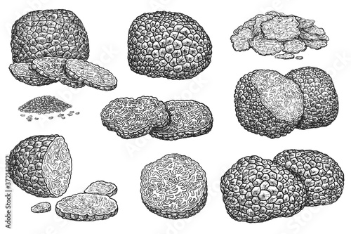 Truffle mushroom. Expensive delicatessen mushroom whole, sliced, half and seed grain illustration. Hand drawn truffle sketch vector set isolated on white background. Autumn forest food harvest