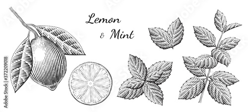 Engraving style lemon and mints