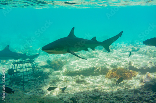 Blacktip Reef Shark (Carcharhinus melanopterus) photographed in the Maldives