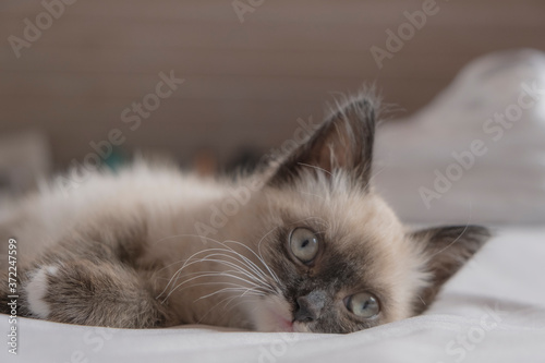 Cute 7 week old Siamese like kitten laying on a bed with white sheets