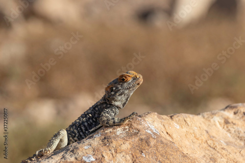 Single black lizard basking in the sun on a rock against the backdrop of the mountains of Crater Ramon. Israel