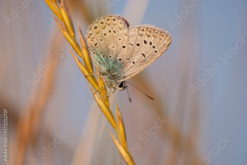 motyl modraszek ikar