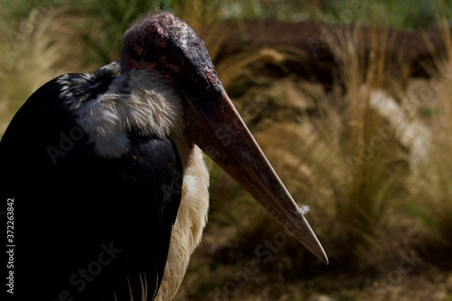 Parc des oiseaux