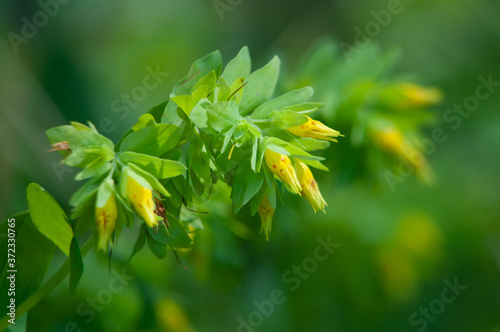 Żółto kwitnący ośmiał mniejszy na zielonym tle 