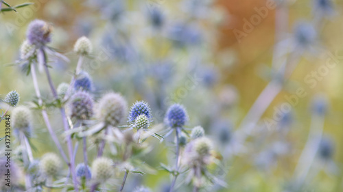 Niebieskie kwiaty na rozmytym kolorowym tle łąki