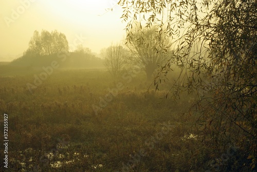 Foggy morning in the forest. Misty mysterious morning in the wetlands. Autumn sunrise in fog on the meadow. View through leaves on misty autumn landscape.