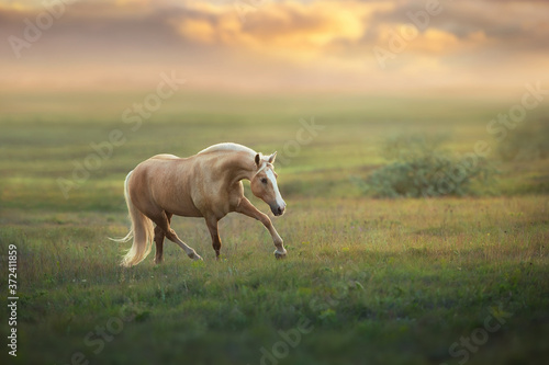 Palomino horse trotting in meadow at sunset light