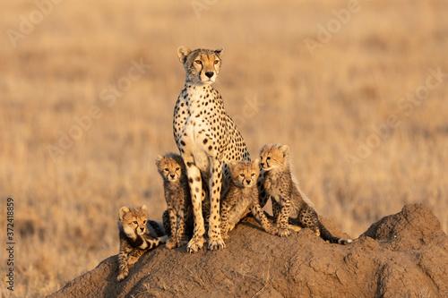 Beautiful cheetah mother and her four cute cheetah cubs sitting on a large termite mound at sunset in Serengeti Tanzania