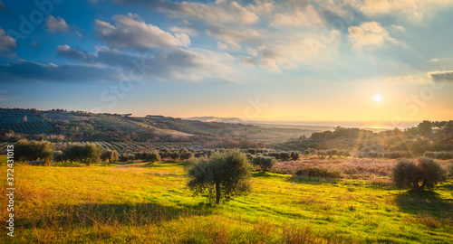 Maremma sunset panorama. Olive trees, countryside and sea on horizon. San Vincenzo, Tuscany, Italy.