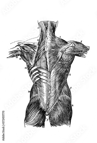 Muscles of the trunk from the back in the old book Human body anatomy by Dr. Holstein, vol. 4, S. Petersburg, 1861