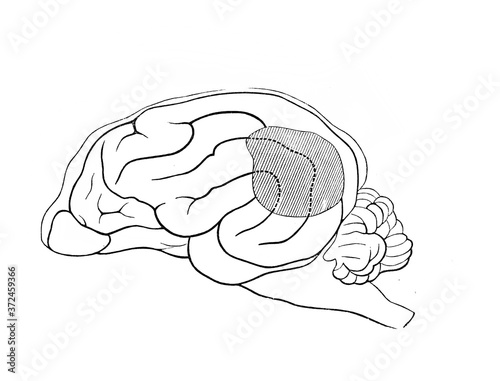 Brain of dog, from a side in the old book Human phisiology by H. Chapman, Philadelphia, 1887