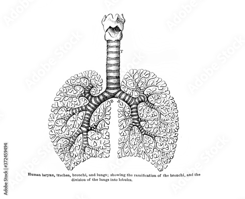 Human larynx, trachea, bronchi, and lungs in the old book Human phisiology by H. Chapman, Philadelphia, 1887