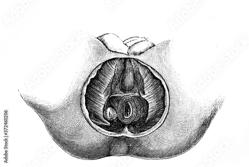 Muscles of the anus in the old book Chirurgie by Dr. Albert, Wien, 1882