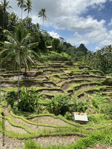 Rizière à Bali, Indonésie