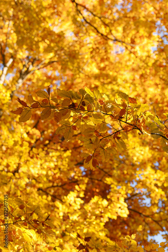 Autumn leaves vertical natural background.