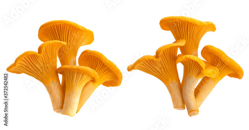Fresh chanterelle mushrooms isolated on white background