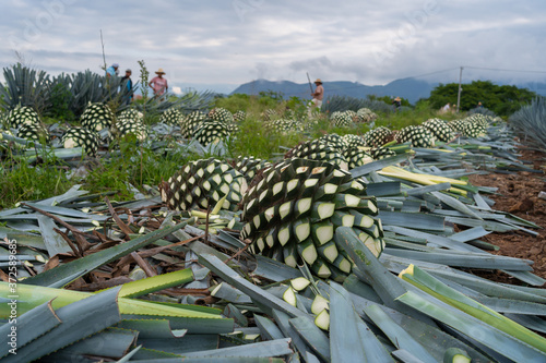 Grandes bolas de agave están en el suelo del campo en Tequila Jalisco.