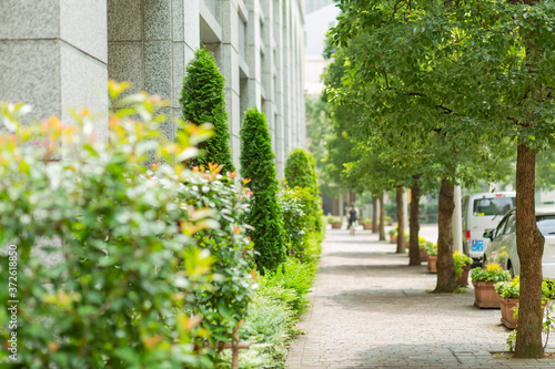 sidewalk and row of trees in italian street in tokyo, japan