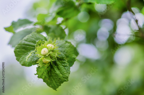 young hazelnut growing on a branch close up