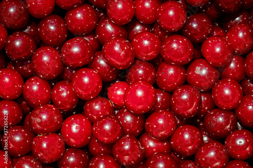 Background of ripe organic sour cherries in the sun