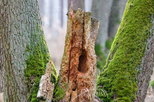 Wykrot i mech Bryophyta na spróchniałym starym drzewie i korzeniu