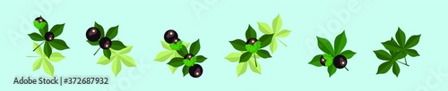 Aesculus. Buckeye. Horse chestnut. Chestnut. Medical plant. Vector illustration