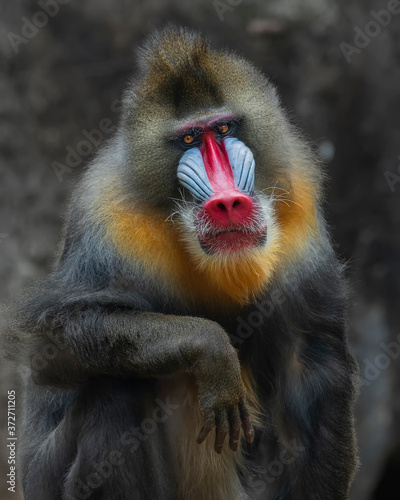 Baboon feel tired