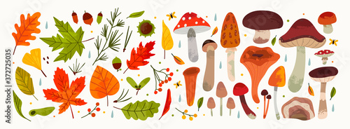 Hand drawn Big Vector set of various types of Mushrooms and Autumn leaves, rowan, acorn and chestnut. Colored trendy illustration. Flat design. Stamp texture. All elements are isolated on white