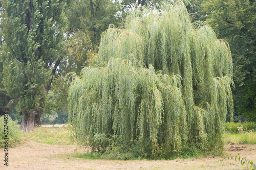 Wierzba płacząca - chrysocoma