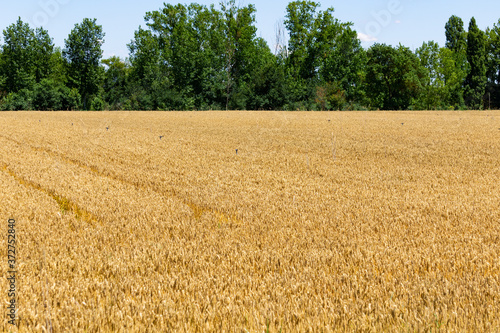 Campo de trigo junto a la ribera del duero