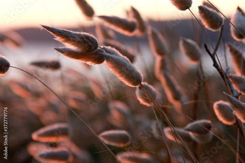 coastal grass, New Zealand