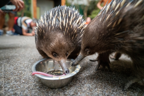 タスマニアのハリモグラ(Short-beaked echidna)(Tachyglossus aculeatus)が餌を食べている