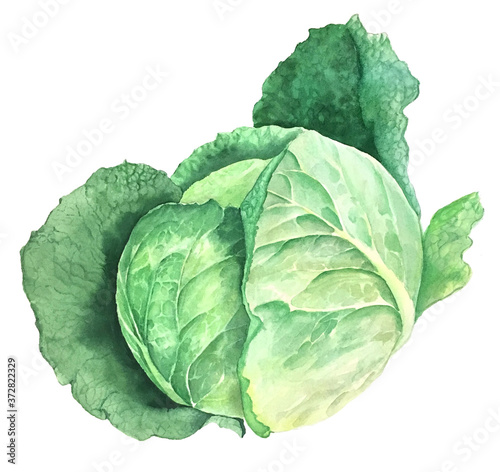 Green savoy cabbage vintage watercolor botanical illustration isolated on a white background