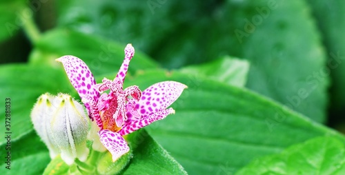 Nakrapiany kwiat trójsklepki owłosionej (Tricyrtis hirta) 