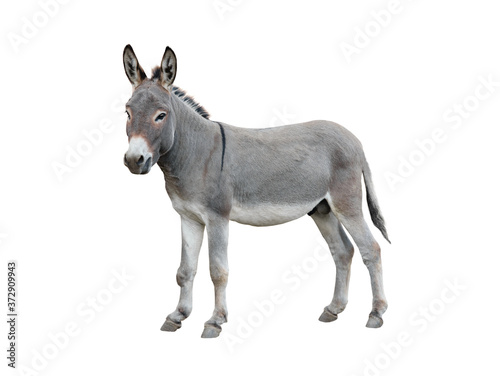 Donkey isolated on white background.