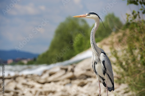 Beautiful shallow focus shot of a long-legged, freshwater bird called heron standing on a rock