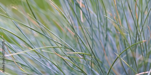 Niebieska trawa - kostrzewa sina (Festuca glauca)