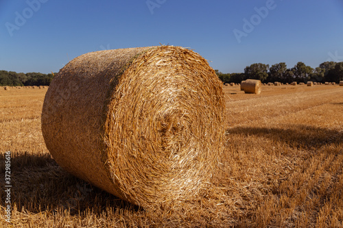 straw bales on an agricultural field background