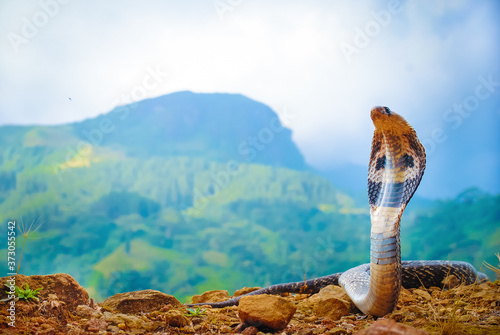 Indian cobra- Naja naja (Linnaeus, 1758)