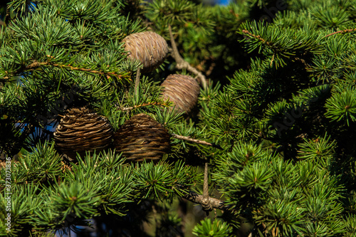 szyszki drzewo zieleń natura przyroda igły