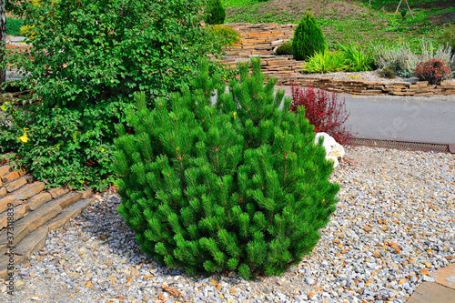 Dwarf mountain pine tree - decorative undersize evergreen coniferous plant in rocky garden. Ornamental shrub for gardening or landscape design of alpine garden or rockery