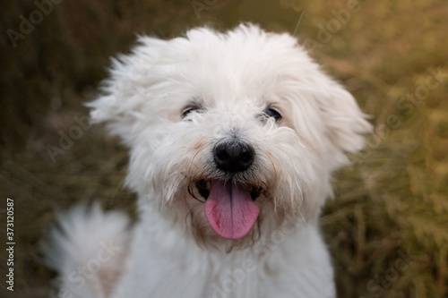 Adorable bichon frisé croisé maltais